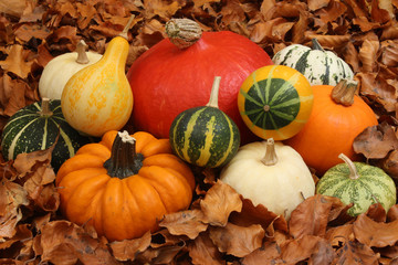 Coloquintes sur lit de feuilles mortes (H)