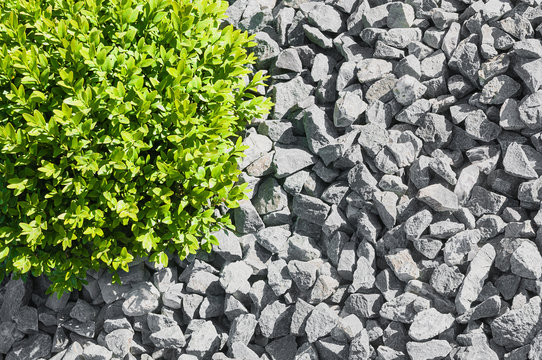 Kiesbeet mit Buchsbaum, Gartenkies, Gartenbau