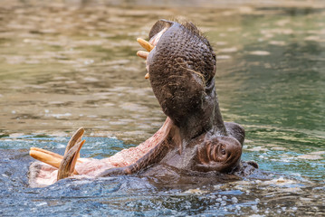 Hippo (Hippopotamus amphibius) showing huge jaw and teeth