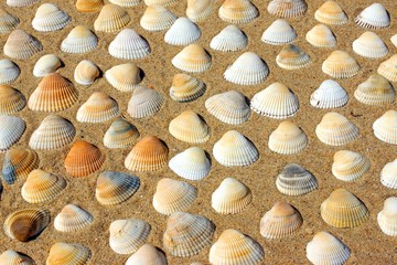 Sea Shells  Background