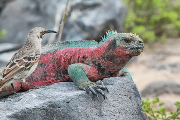Naklejka premium Galapagos Marine Iguana resting on rocks