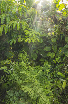 green tropical background rainforest