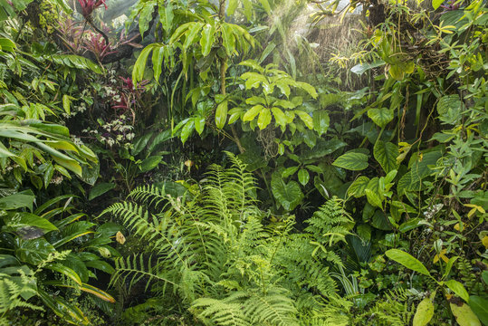 green tropical background rainforest