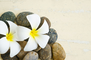 Fototapeta na wymiar white and yellow frangipani flower