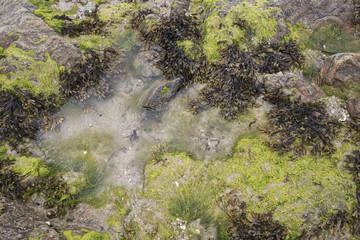 green seaweed on a beach