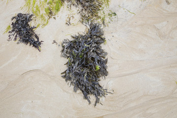 green seaweed on a beach