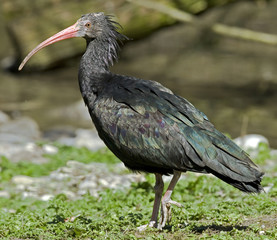 Waldrapp ibis