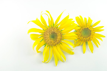 Obraz premium Isolated Sunflower head on white background