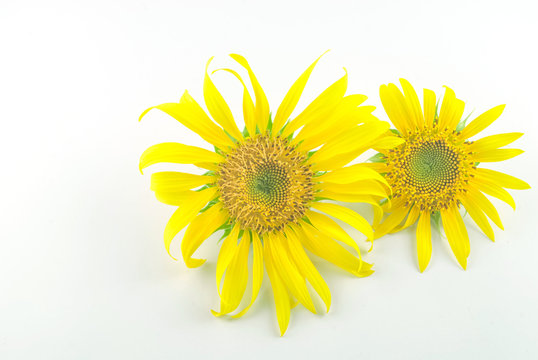 Isolated Sunflower head on white background