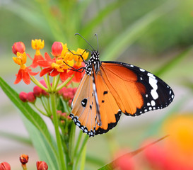 Naklejka na ściany i meble Butterfly on a flower
