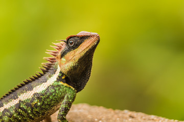 Forest Crested Lizard (Calotes emma)