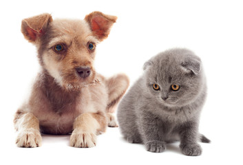 Obraz premium puppy and kitten