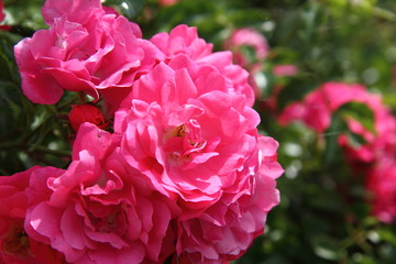 Red roses in close up