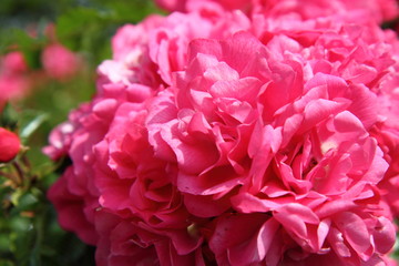 Red roses in close up