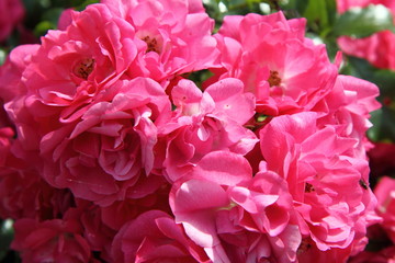 Red roses in close up
