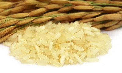 Golden paddy seeds with uncooked rice