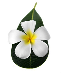frangipani, plumeria isolate on white