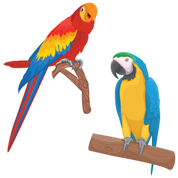 Parrots Vector Illustrations