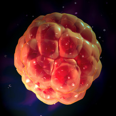 3d render of Embryo cleavage, medical illustration