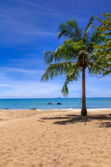 Obraz na płótnie Canvas Palm Tree on Saikaew Beach