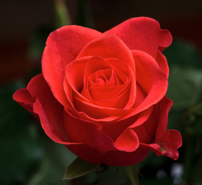 Red rose as a natural and holidays background