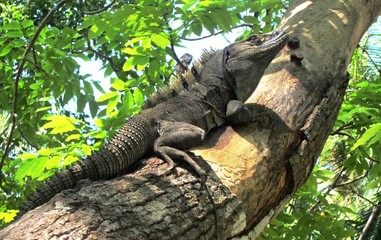 giant lizard climbing tree