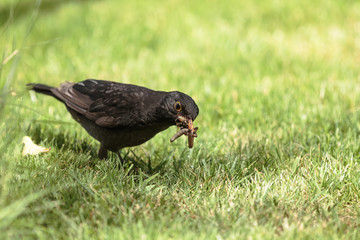 blackbird in the grass with Worms in his mouth "Turdus merula"