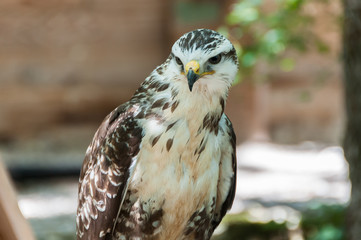 Aigle