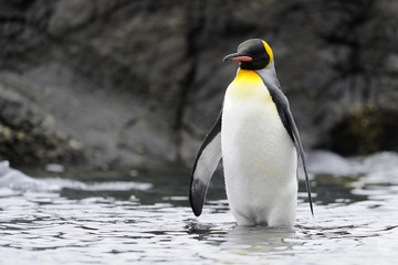 Fototapeta na wymiar King Penguin standing in water