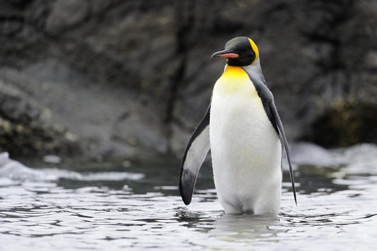 King Penguin  standing in water