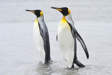 Fototapeta na wymiar Two King Penguin walking behind each other