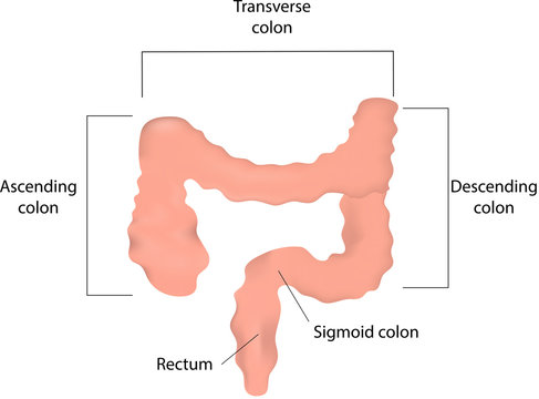 Large Intestine Labeled Diagram