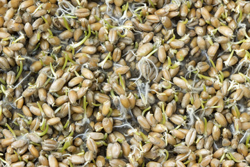 Close up of wheat germ