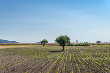 Fototapeta na wymiar tree in a field - typical turkish landscape