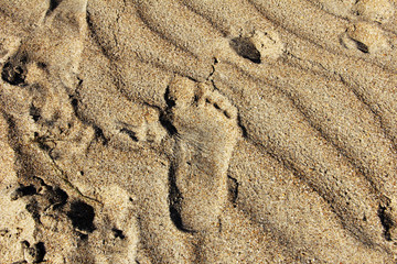 Fototapeta na wymiar Ślad w piasku