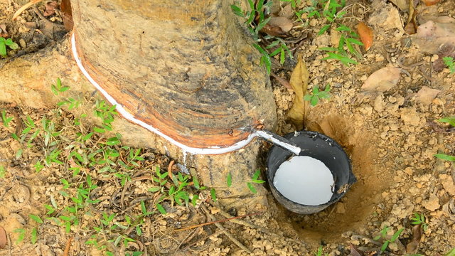 Close-up of the rubber latex drop from rubber tree