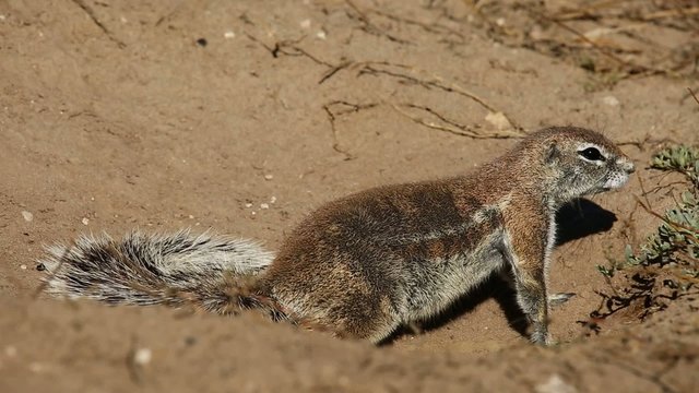 Alert African ground squirrel