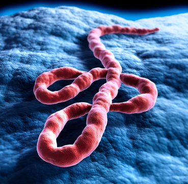 Ebola-Virus Illustration 4