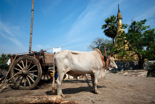 รูปภาพkyaikhto เลือกดูภาพถ่ายสต็อก เวกเตอร์ และวิดีโอ90 Adobe Stock 