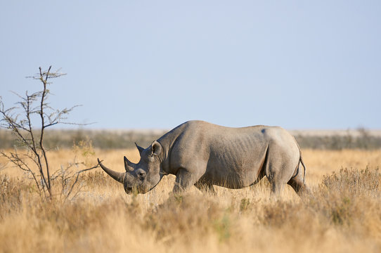 Black rhino in the Etosha National Park