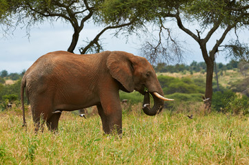 Fototapeta na wymiar Elephant in the savanna of Tarangire National Park, Tanzania.