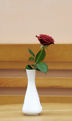 Rose in a vase