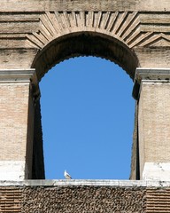 A bird stands on the base of arch, Colosseum, Rome, Italy