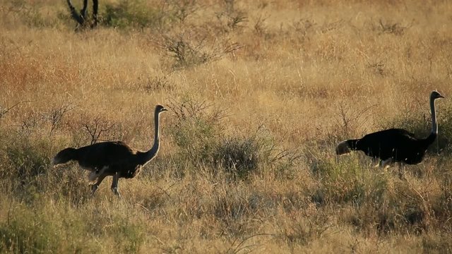 Ostriches walking through backlit grassland