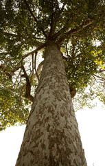 Fototapeta premium Vertical photo of an old tree