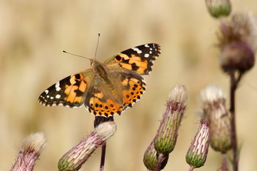 Distelfalter auf Distel