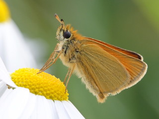 Rostfarbener Dickkopffalter