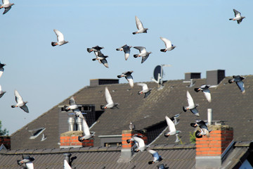 Tauben in der Stadt, fliegen über Hausdächer