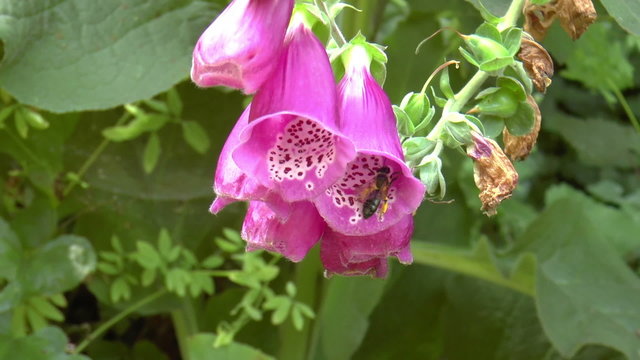 Bee on flower mountains of Portugal