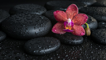 Obraz na płótnie Canvas Beautiful spa concept of dark purple orchid (phalaenopsis) on z